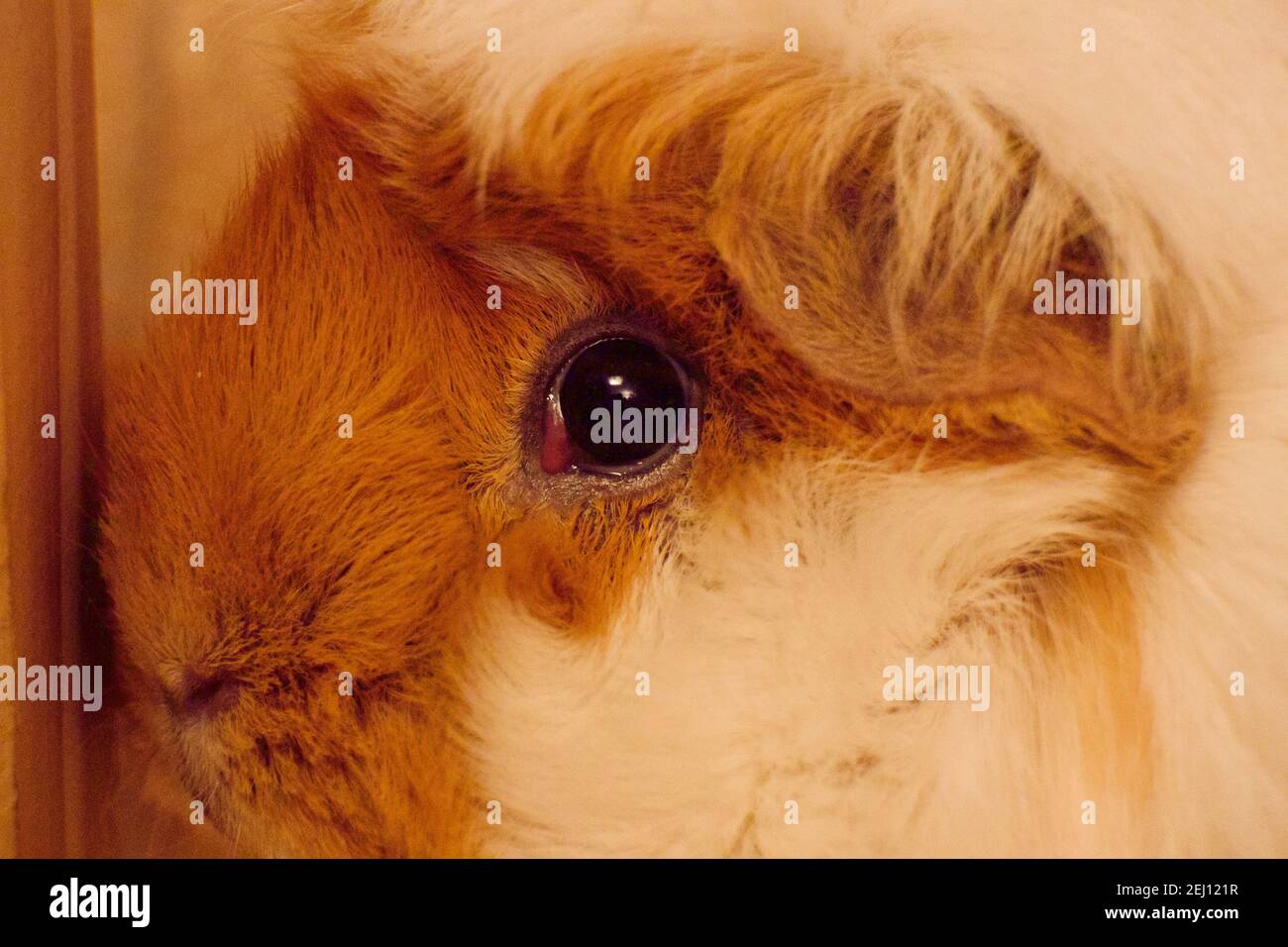 Closeup of a cute guinea pigs head. Stock Photo