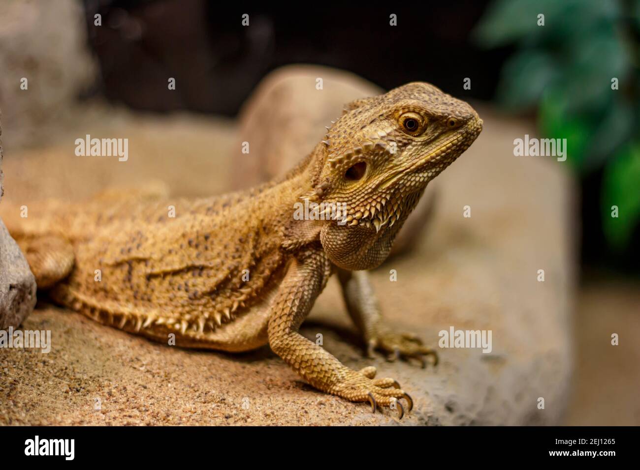 A close-up of a central bearded dragon (Pogona vitticeps) sitting on a sandy rock in captivity. Stock Photo
