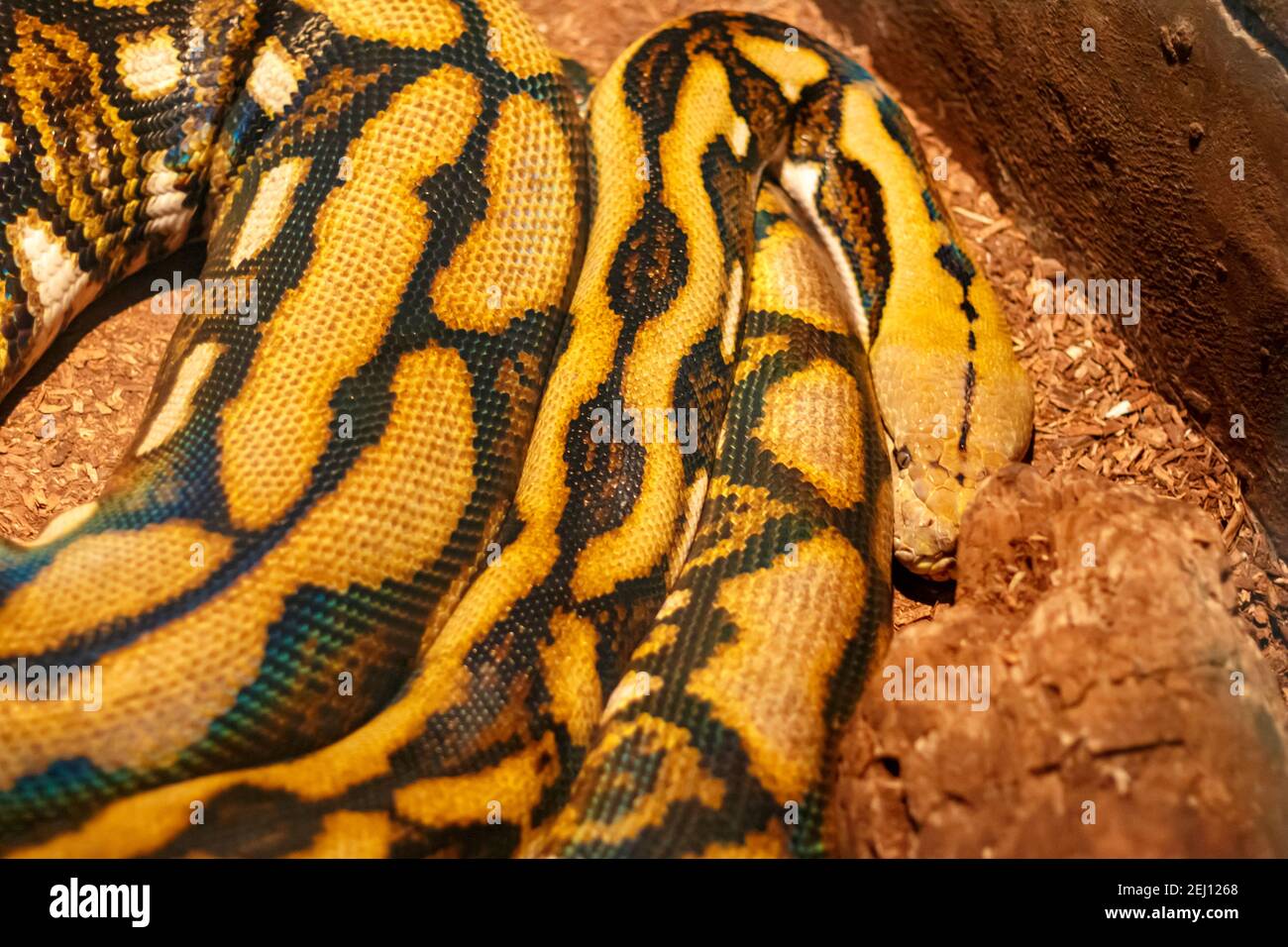 A boa constrictor rests in its captive home under warm light. The snake