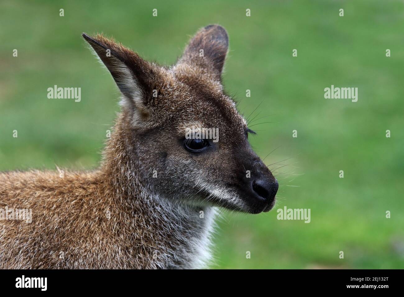 Bennett's Wallaby - Macropus rufogriseus Stock Photo