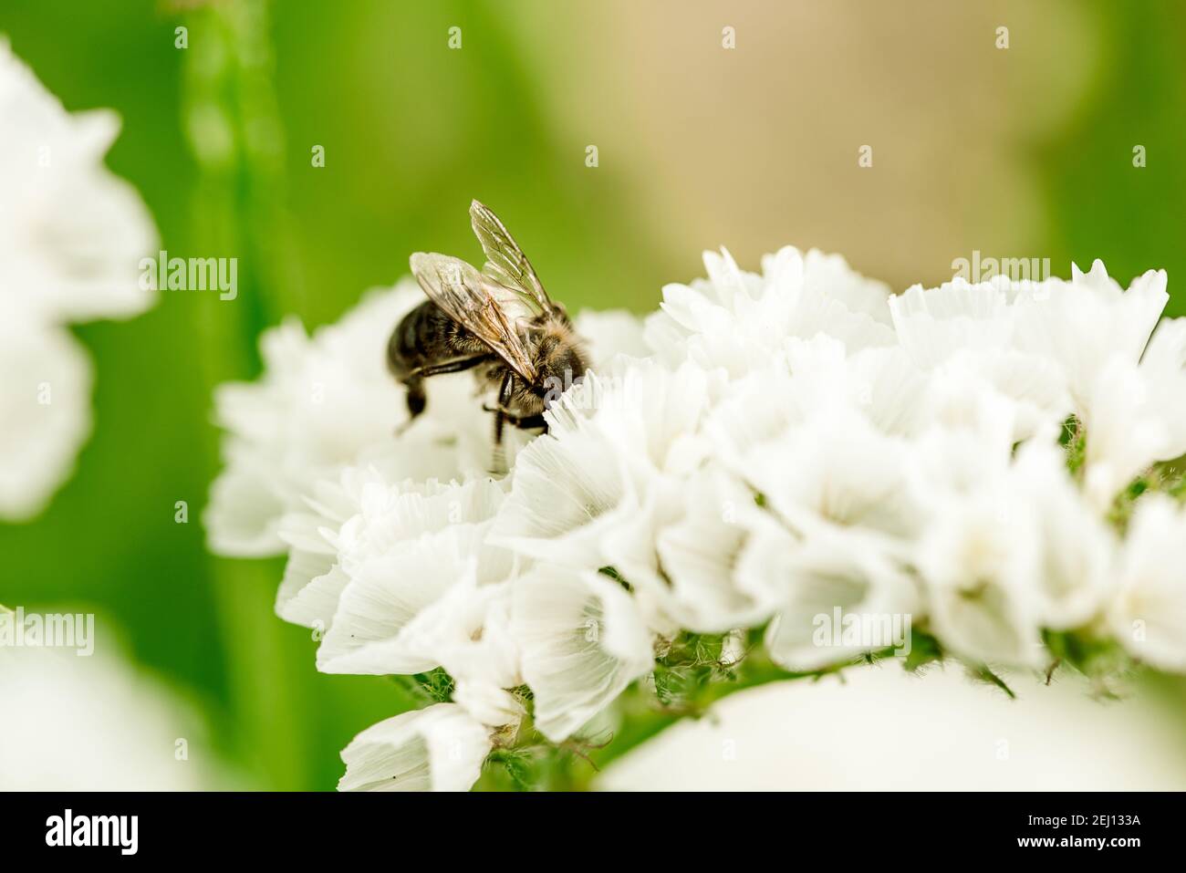 Macro shot of a purple marsh rosemaries Limoneum bud flower statice