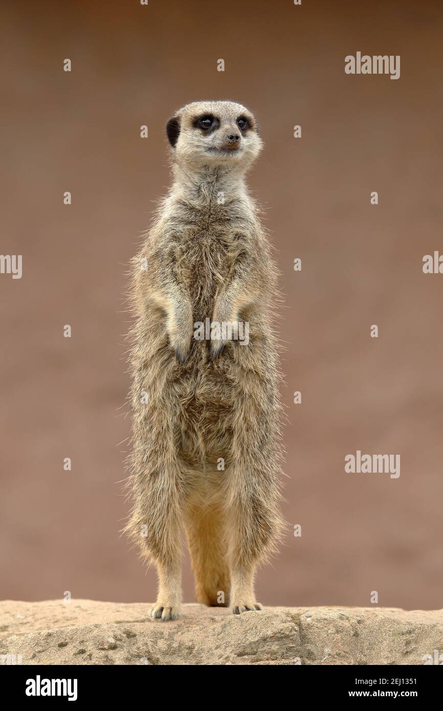 Meerkat - Suricata suricatta Stock Photo