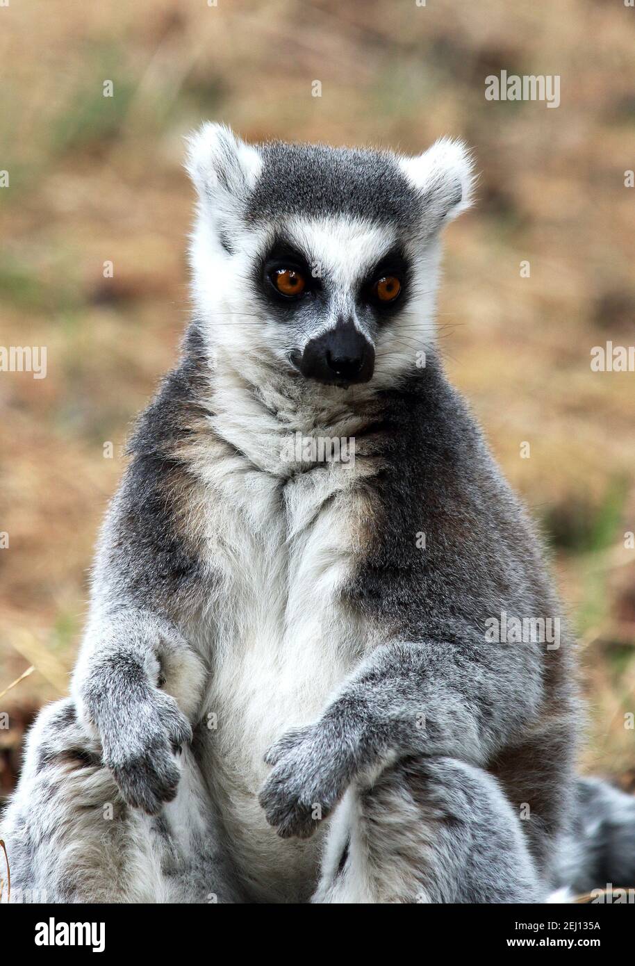 Ring Tailed Lemur - Lemur catta Stock Photo