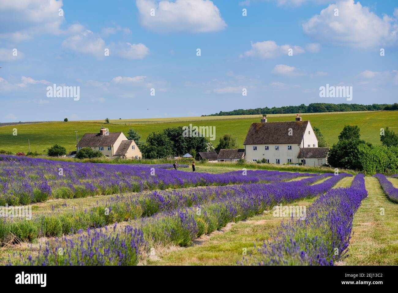 A view of the Cotswold lavender fields in Snowshill, Broadway. Stock Photo