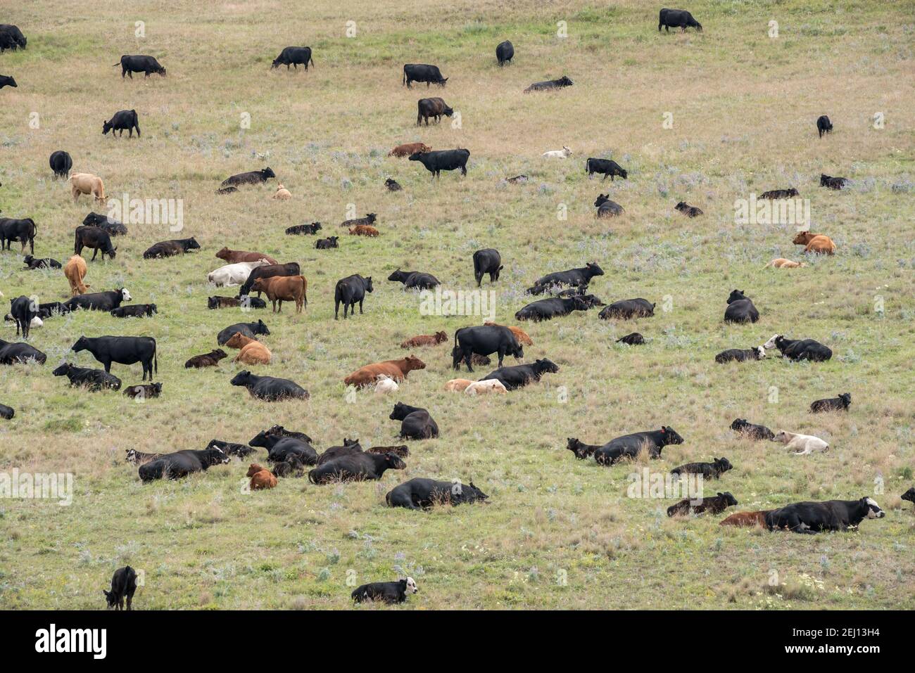 Cattle grazing on the Zumwalt Prairie in Northeast Oregon. Stock Photo