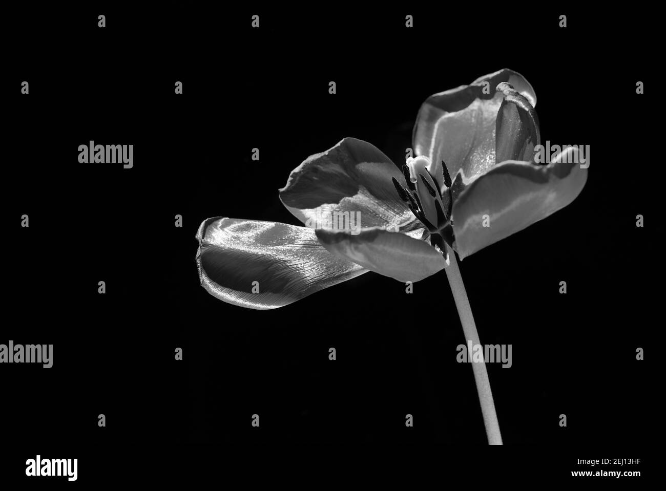 Very blooming flower of tulip in black and white concept, black background Stock Photo
