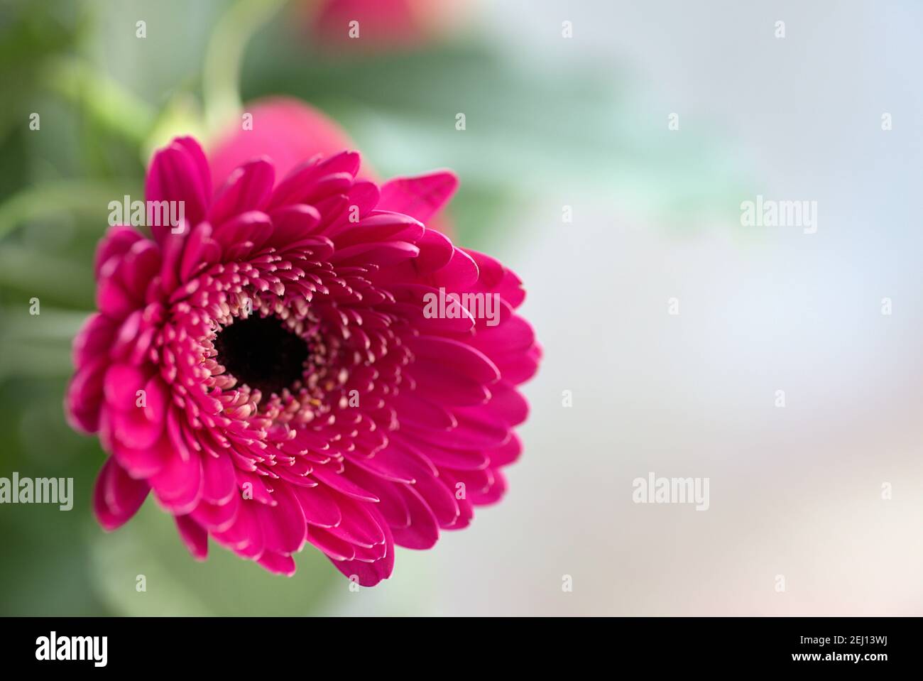 Violet flower of Gerbera Daisy with blurry creamy background Stock Photo