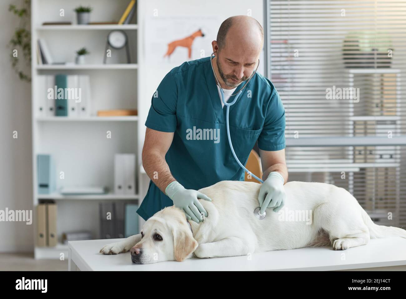 Side view portrait of mature veterinarian listening to heartbeat of dog during examination at vet clinic, copy space Stock Photo