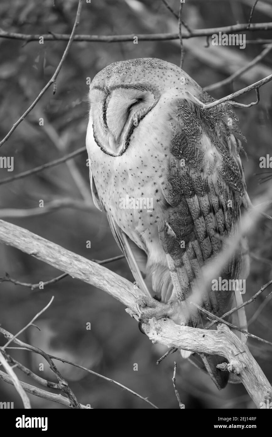 Barn owl (Tyto alba) in Pacific Northwest Stock Photo