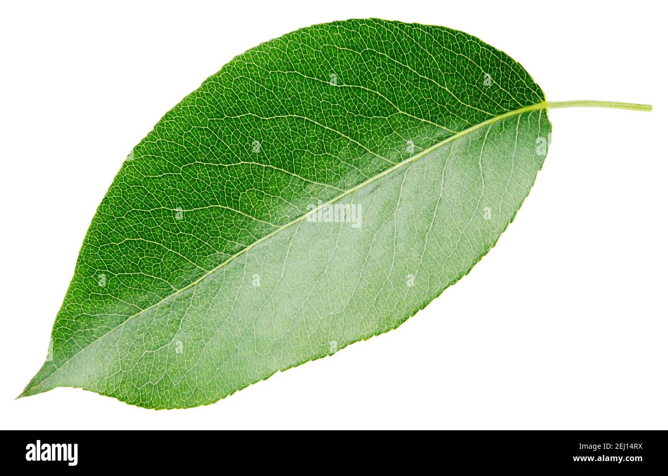 Green pear leaf isolated on white background with clipping path Stock Photo