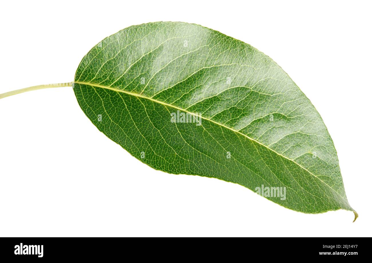 Green pear leaf isolated on white with clipping path Stock Photo