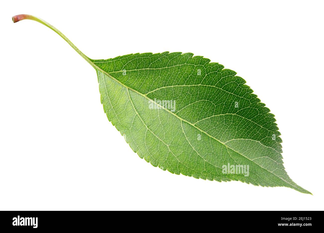 Green apple leaf isolated on white with clipping path Stock Photo - Alamy