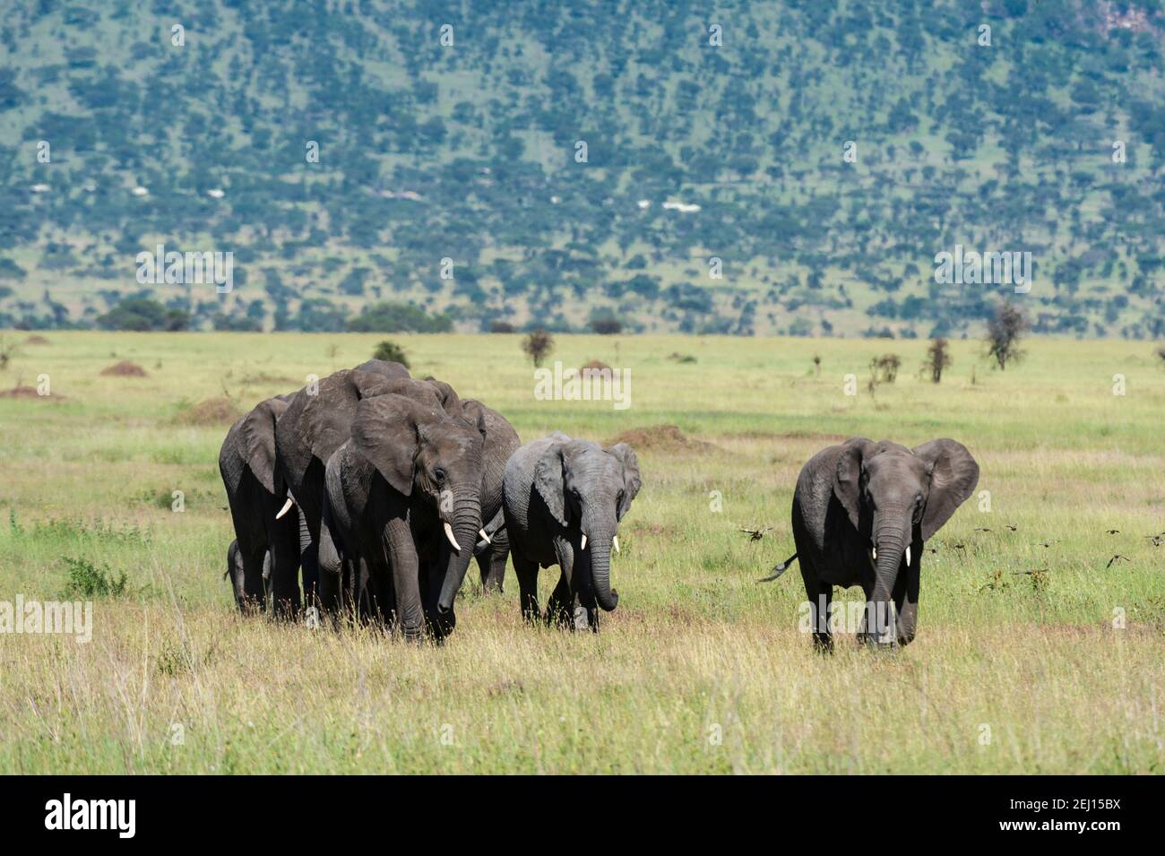 African elephants (Loxodonta africana), Seronera, Serengeti National Park, Tanzania. Stock Photo