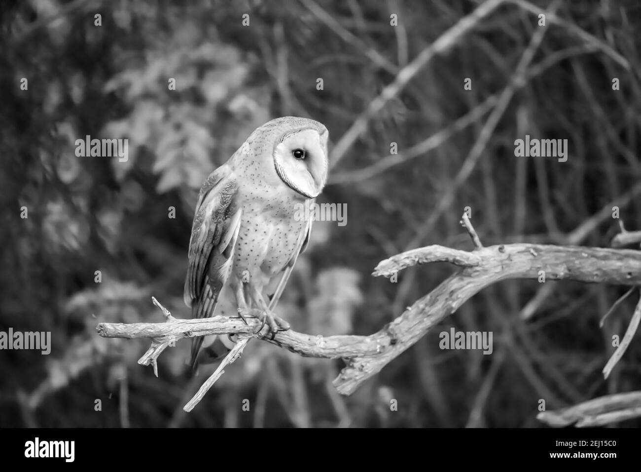Barn owl (Tyto alba) in Pacific Northwest Stock Photo