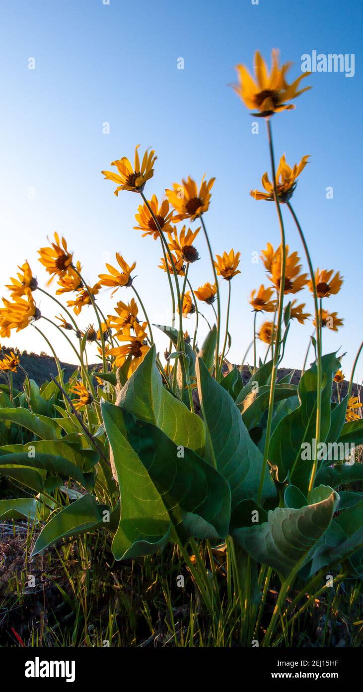 Arrowleaf Balsamroot waving in the morning sunlight in Idaho's Boise Foothills. Stock Photo