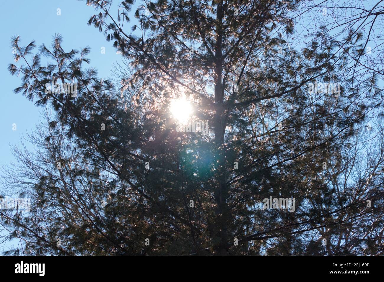 soft sun flares peek through evergreen tree branches against a clear bright blue sky Stock Photo
