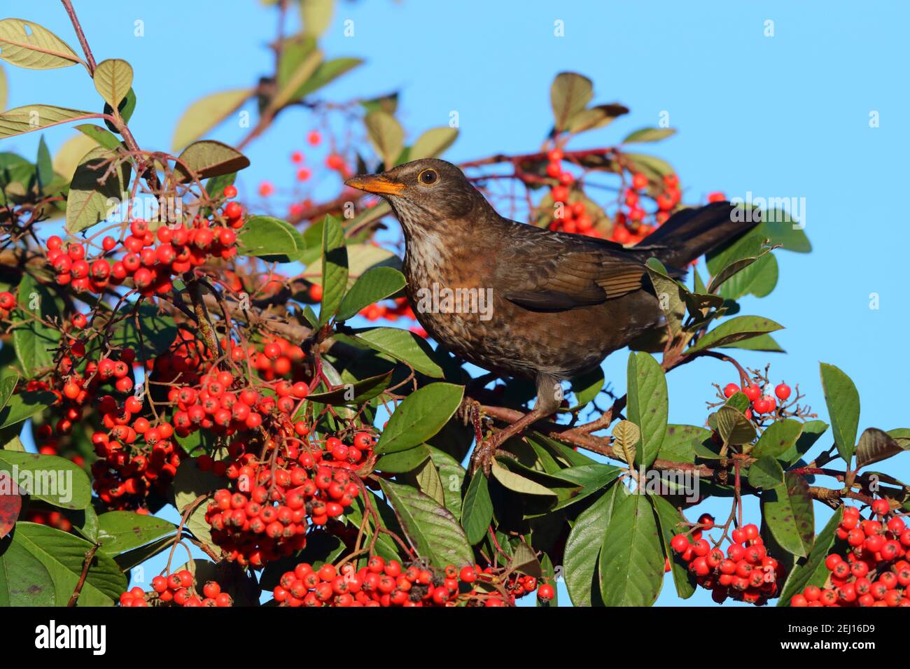 An adult female Common or Eurasian Blackbird (Turdus merula) feeding on berries in a garden hedge in the UK Stock Photo
