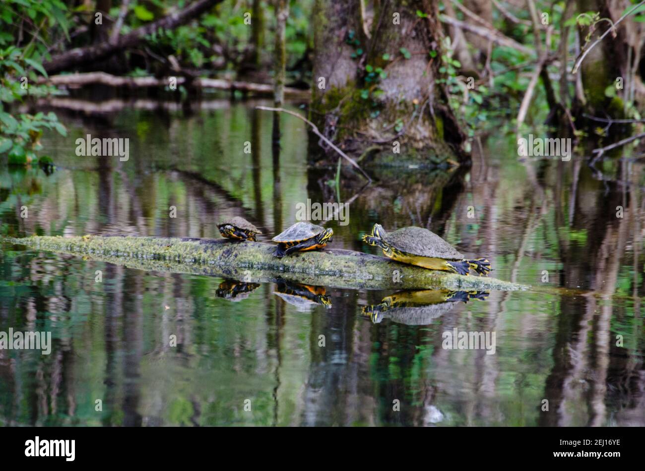 3 Florida red bellied turtles on a log in the Silver River, Florida, USA Stock Photo