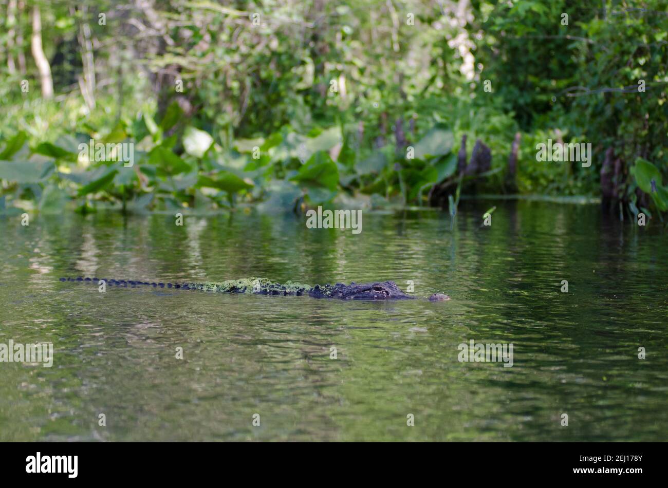 An American Alligator swimming in the Silver River in Silver Springs State Park, Florida, USA Stock Photo