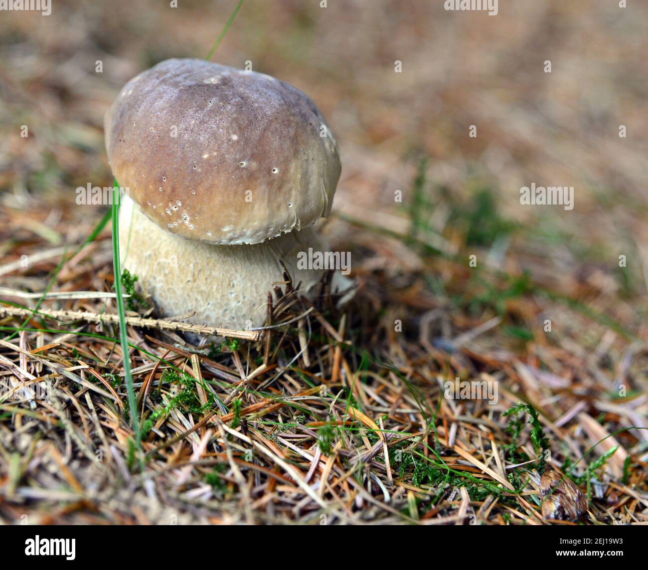 Wild porcini mushrooms growing in the forest Stock Photo