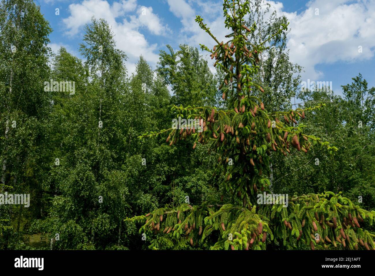 Young growing spruce blossom on a tip of branch spring, beautiful new cones in spruce. Stock Photo