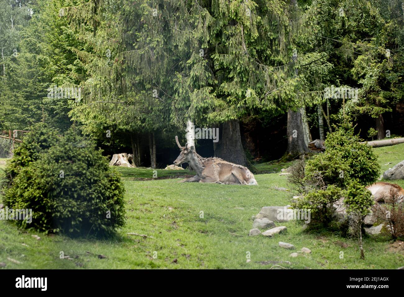 Old Deer lies on the grass near forest on a sunny day Stock Photo