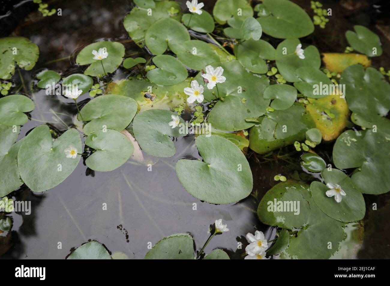 Few tiny white waterlily flowers and leaves on a pond Stock Photo