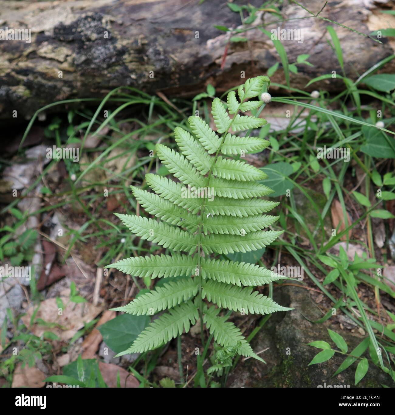 Close up of a bracken fern frond on ground Stock Photo