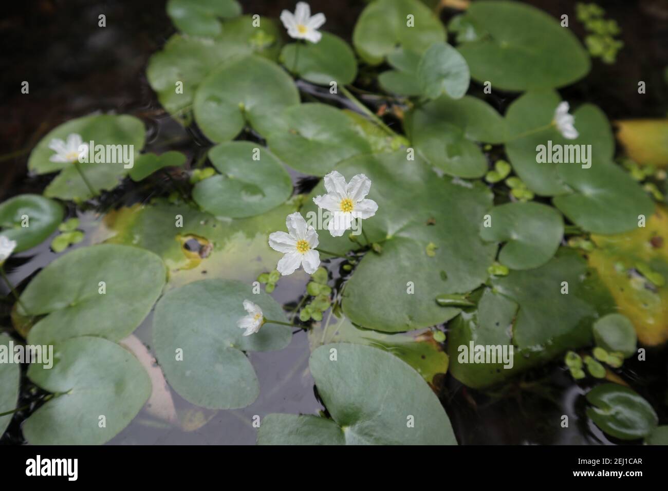 Selective focus on two tiny white waterlily flowers on pond Stock Photo