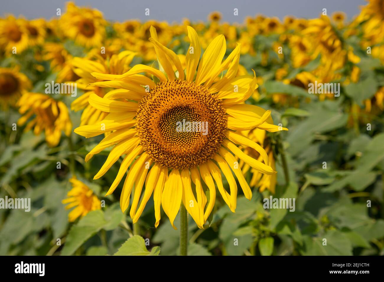 Sunflowers in the field. Stock Photo