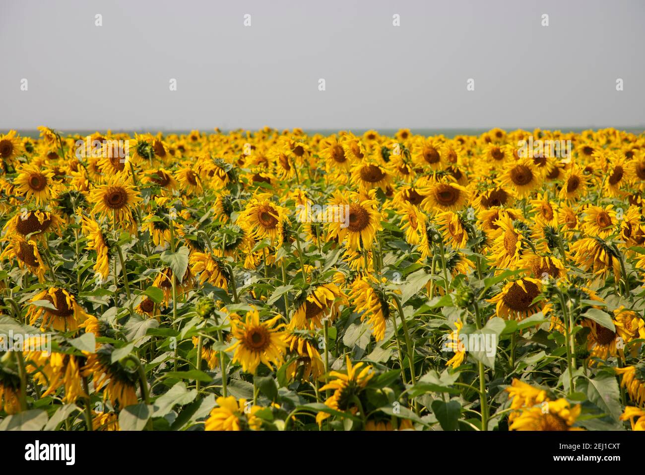 Sunflowers in the field. Stock Photo