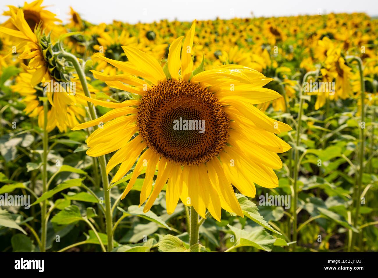Sunflowers in the field. Stock Photo