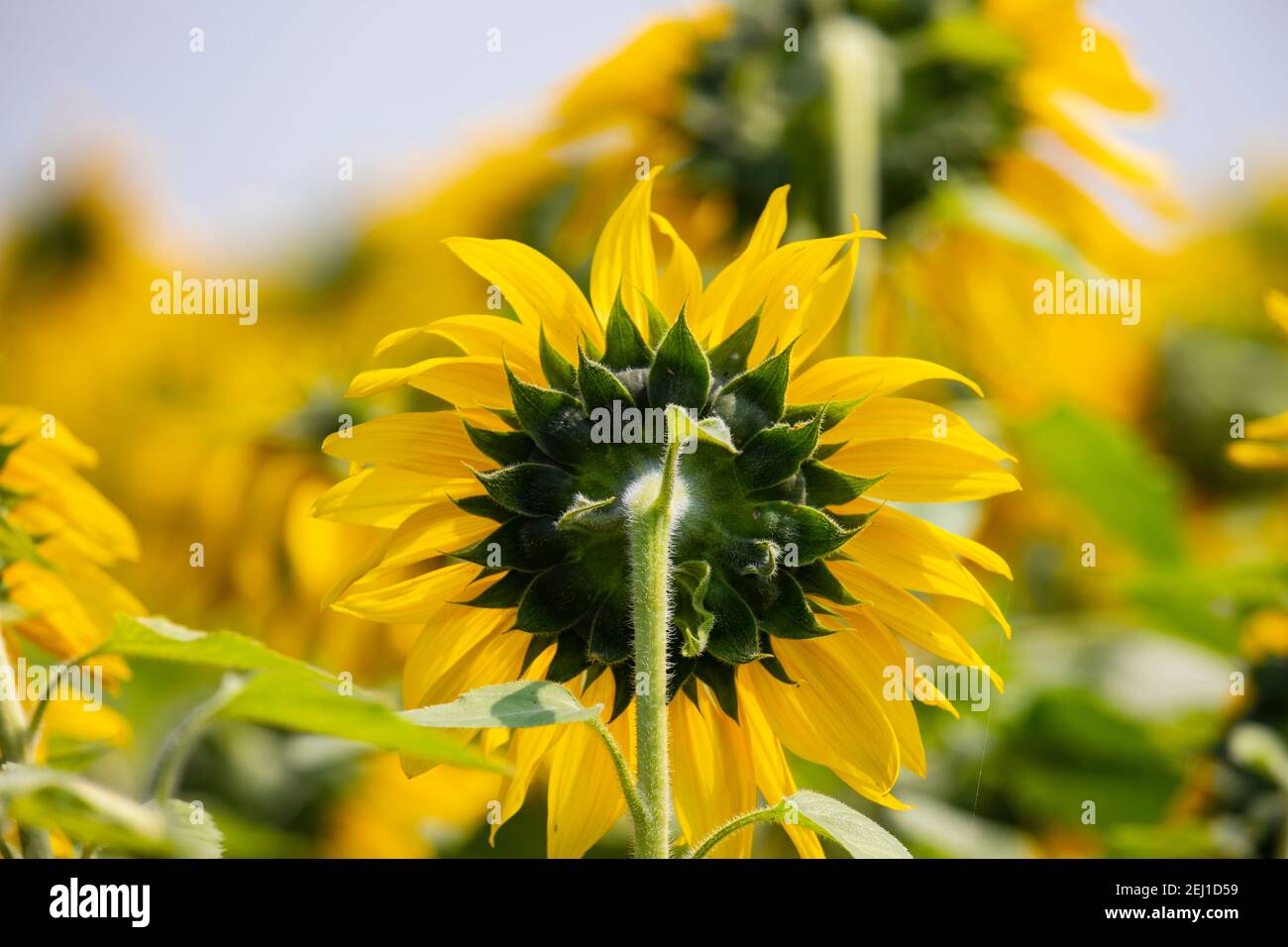 Sunflowers in the field. Stock Photo