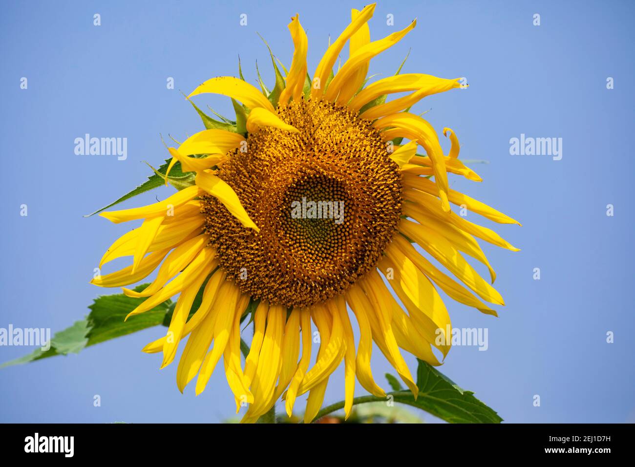 Close up image of sunflower (Helianthus annuus). Stock Photo