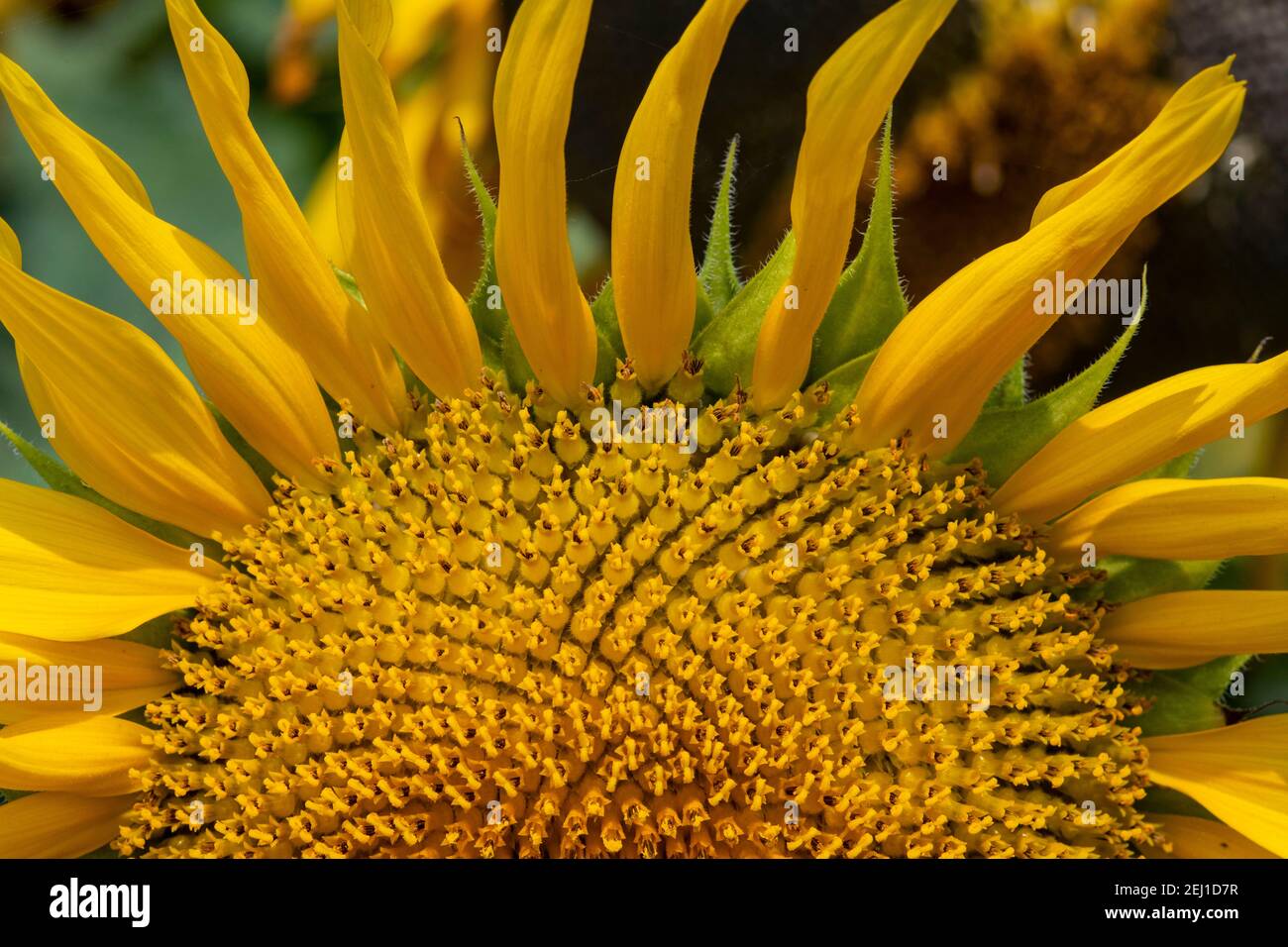 Close up image of sunflower (Helianthus annuus). Stock Photo