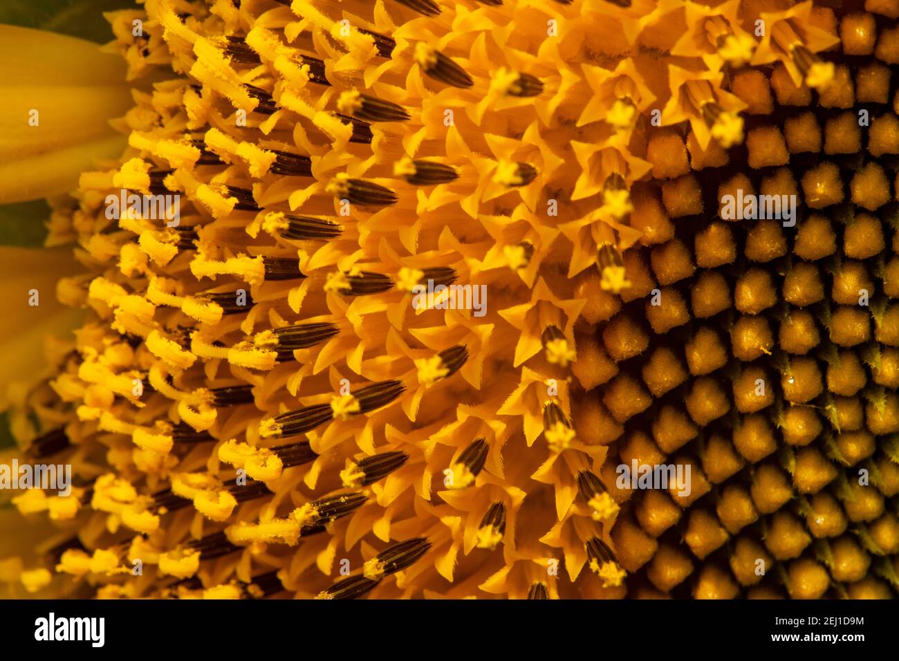 Close up image of sunflower (Helianthus annuus). Stock Photo