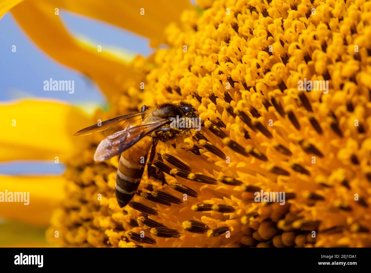 Honey bee on a sunflower. Stock Photo