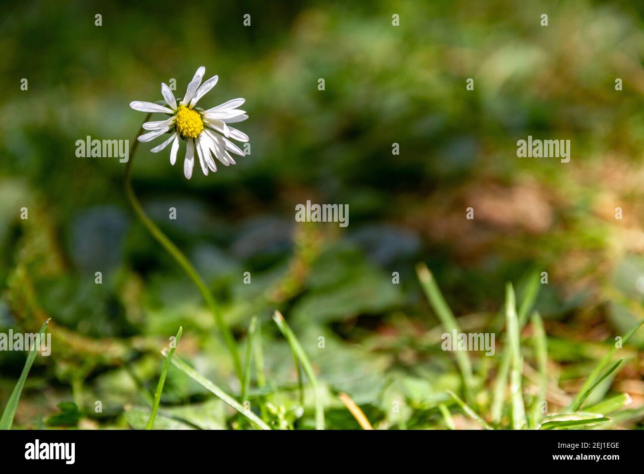 White daisy on a green field Stock Photo