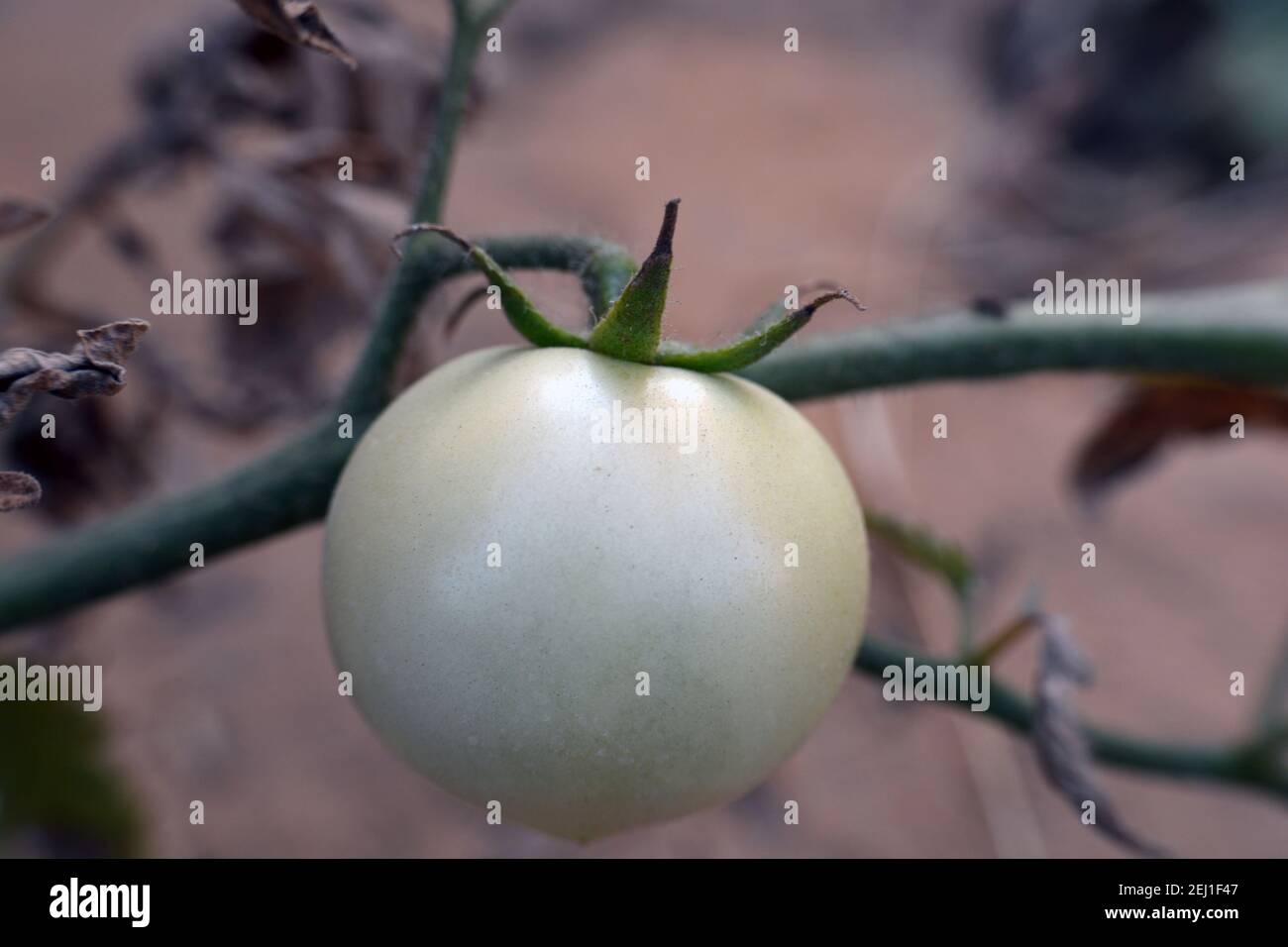 Solanum lycopersicum, a closeup view of growing tomato fruit in a
