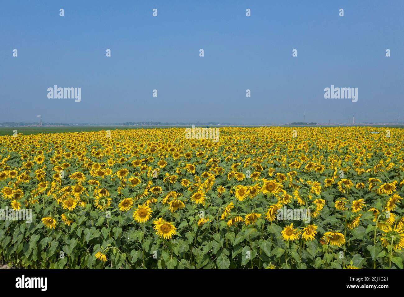 Aerial view of a Sunflower field at at Brahmanbaria, Bangladesh Stock Photo