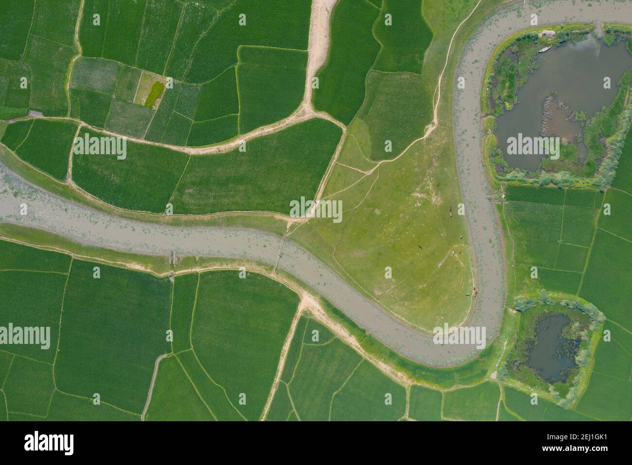 Aerial view of a green paddy field at Brahmanbaria, Bangladesh Stock Photo