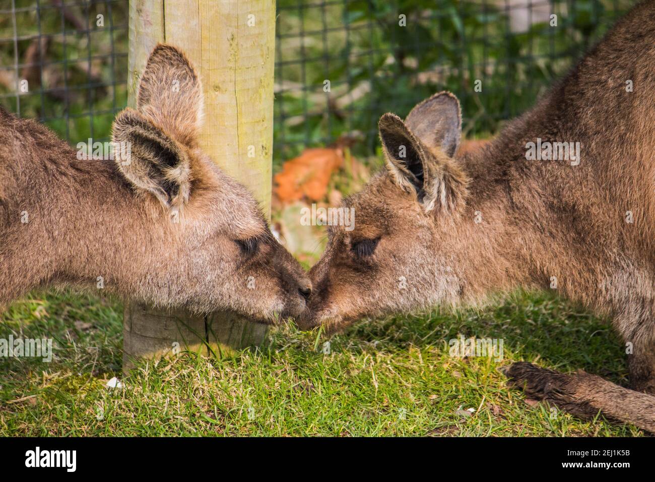 Two wild kangaroos kiss and exchange effusions. Romantic moment Stock Photo