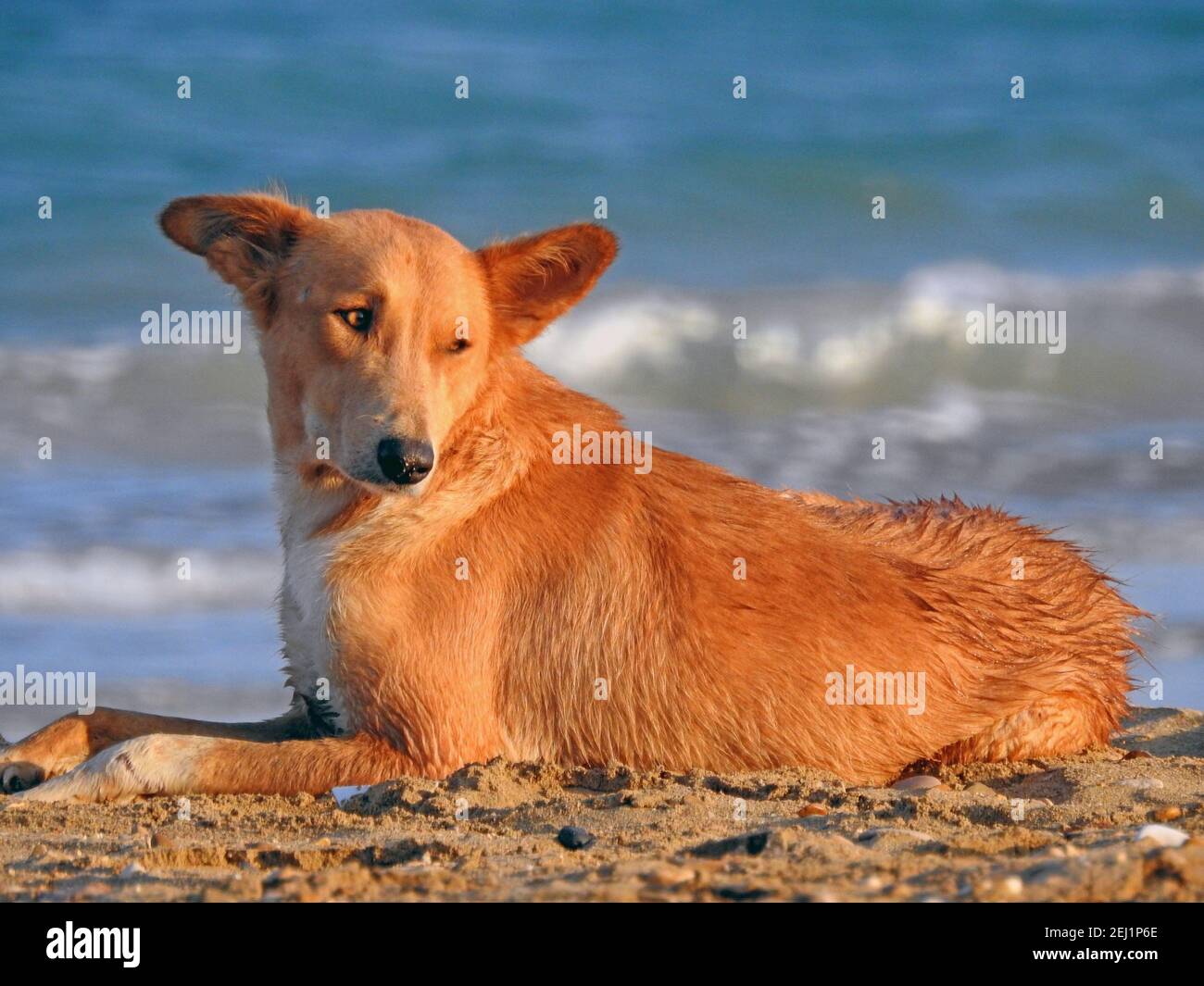 Do Dogs Need A Bath After The Beach