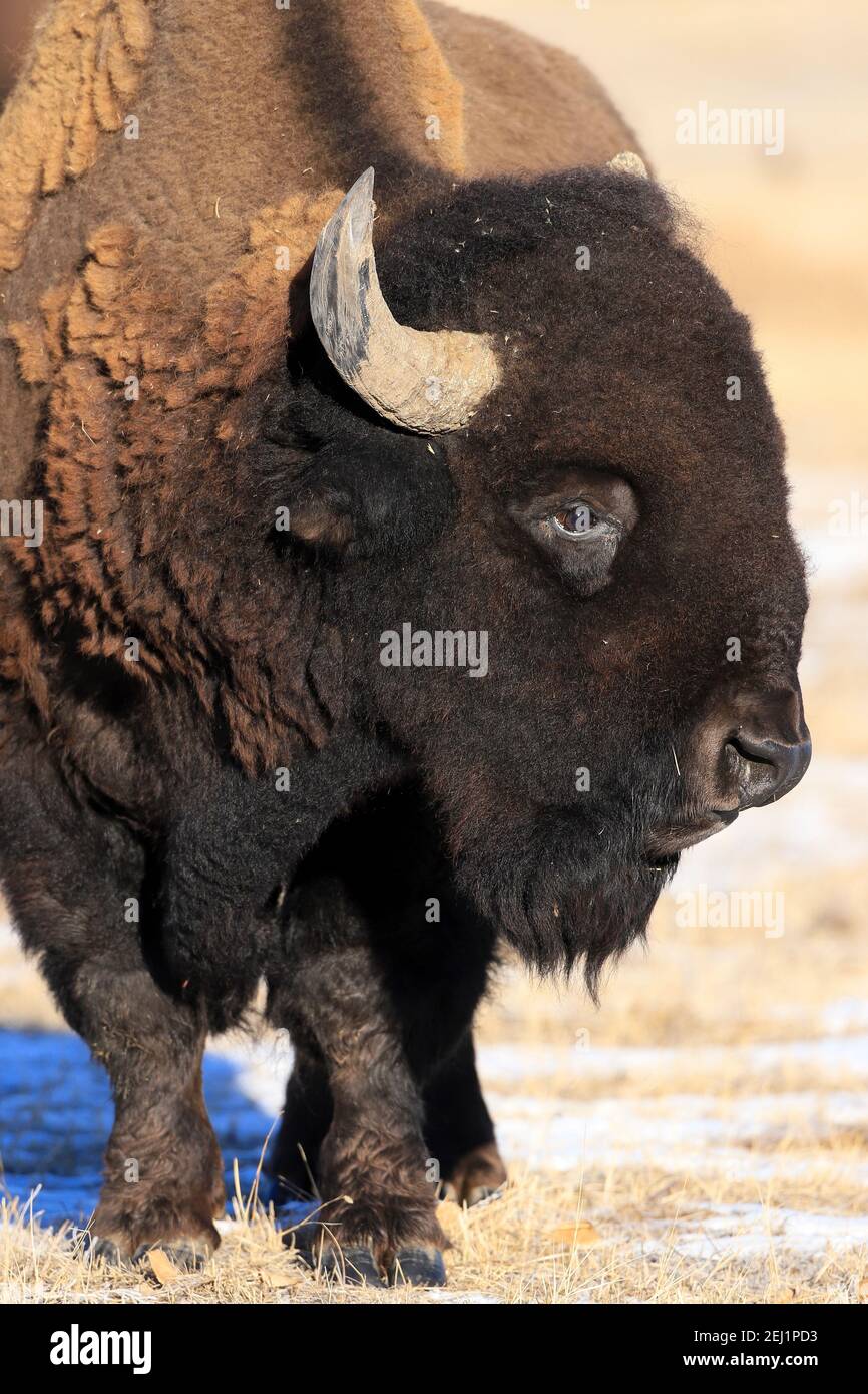 American Bison closeup at the Rocky Mountain Arsenal National Wildlife ...