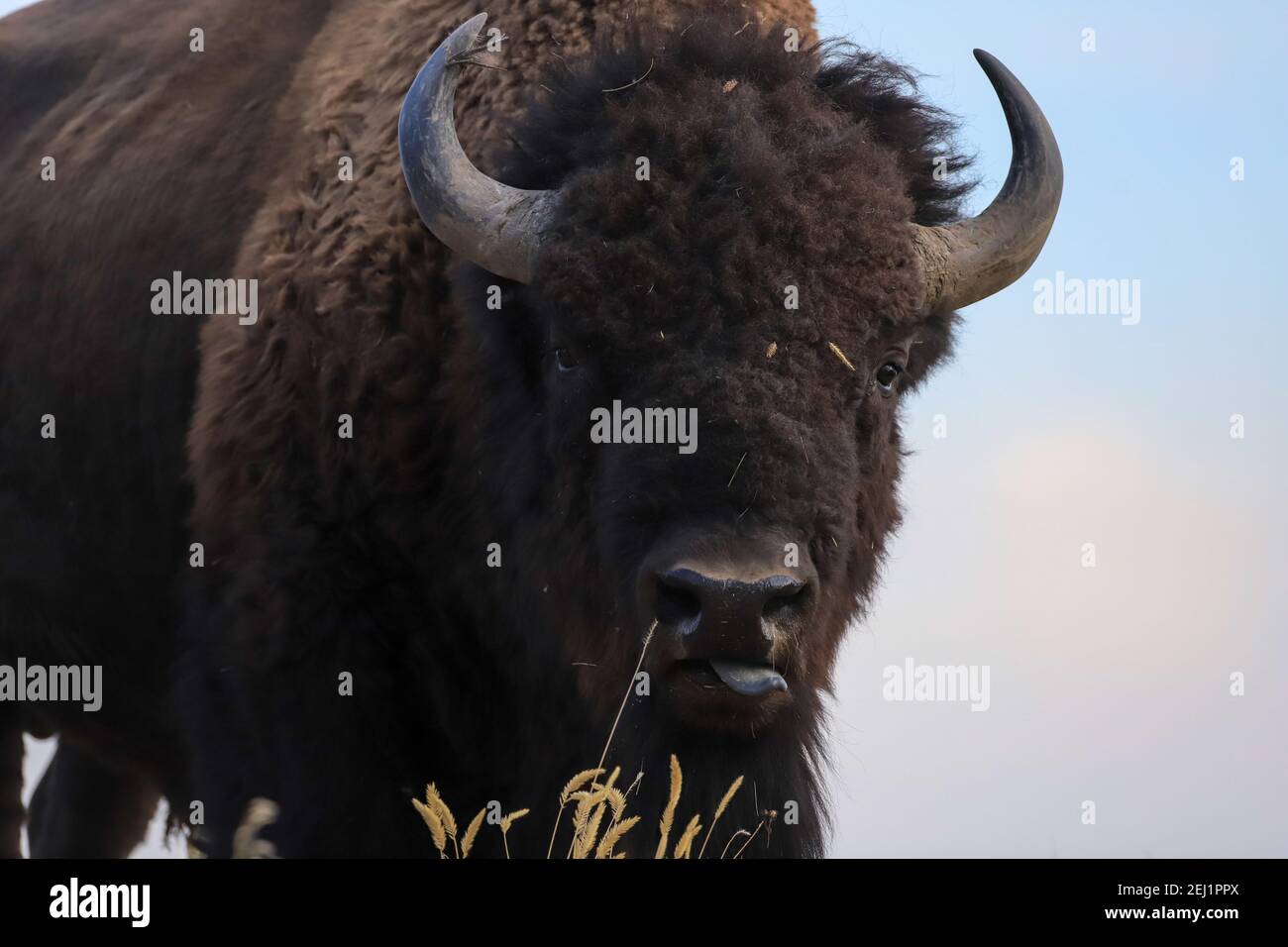 American Bison closeup at the Rocky Mountain Arsenal National Wildlife ...