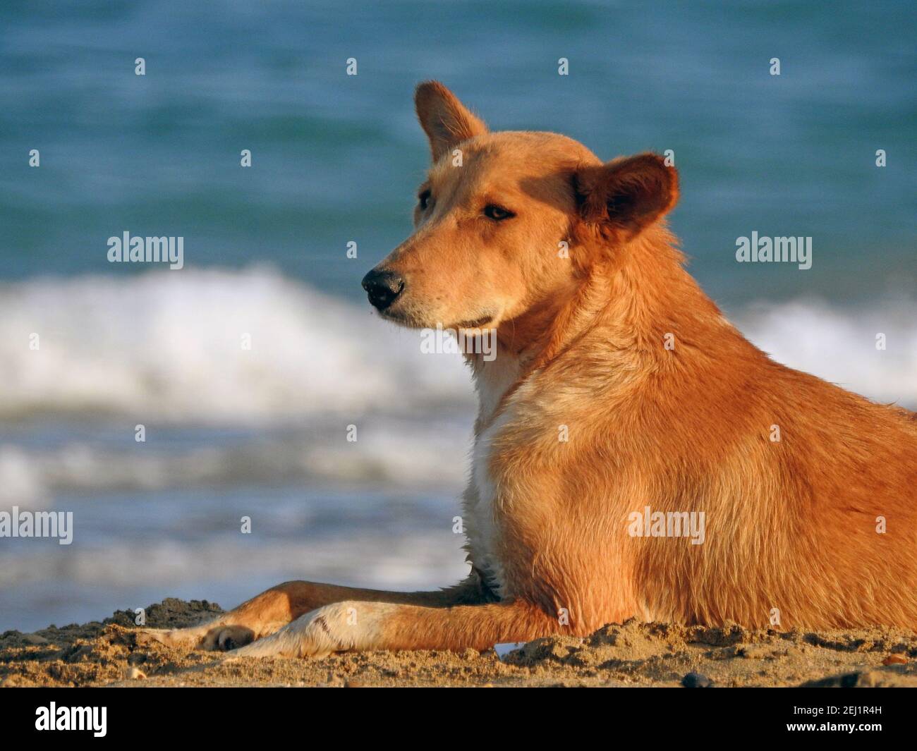 Stray dogs egypt hires stock photography and images Alamy