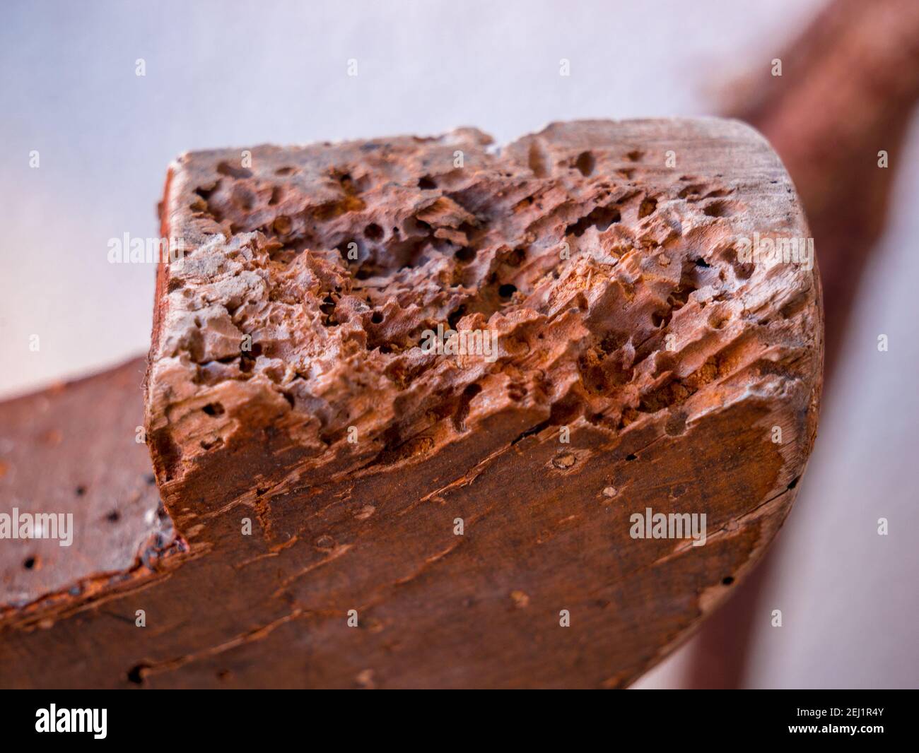 Wood worm holes in old wooden table leg Stock Photo Alamy