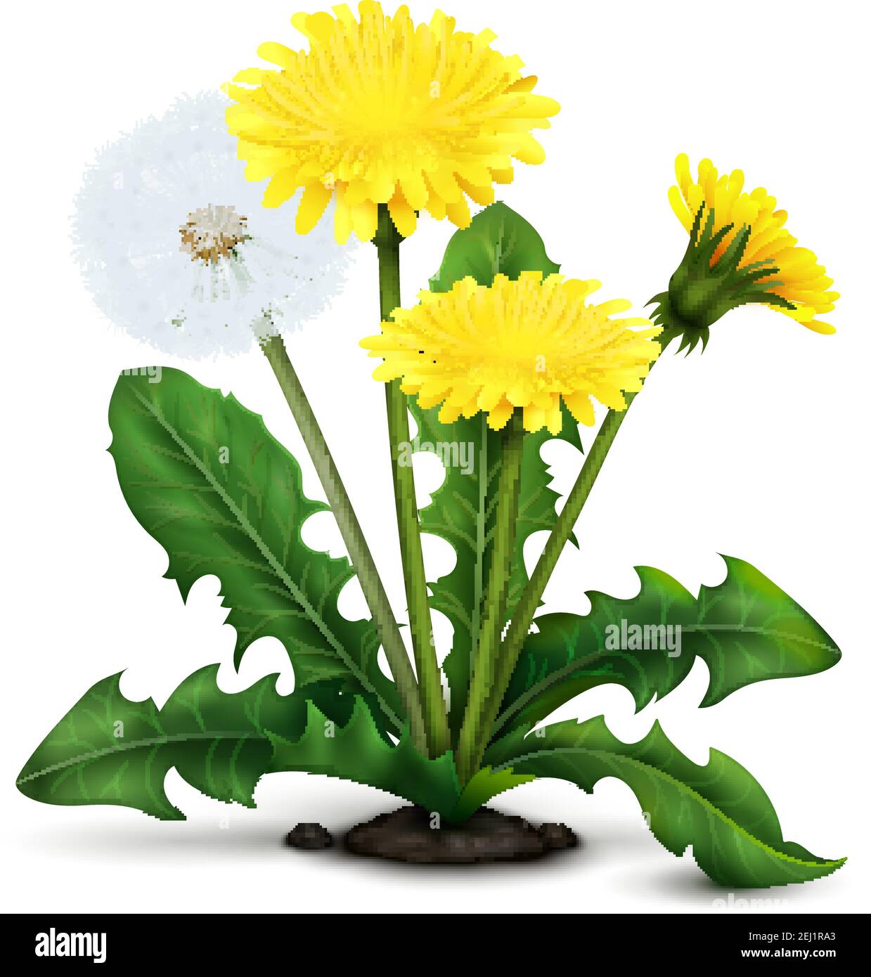 Realistic meadow dandelion flowers and fluff with leaves on white