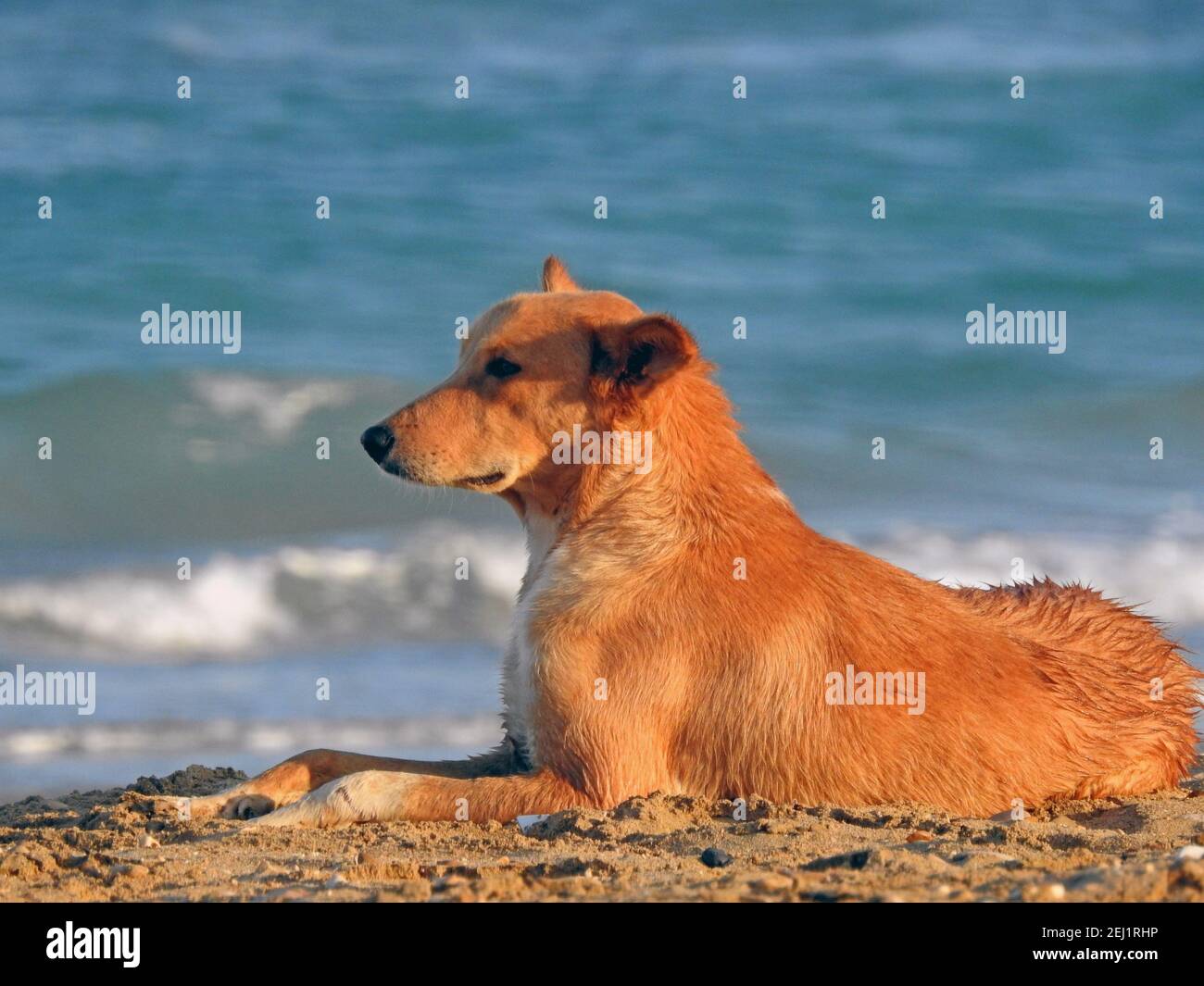 Do Dogs Need A Bath After The Beach