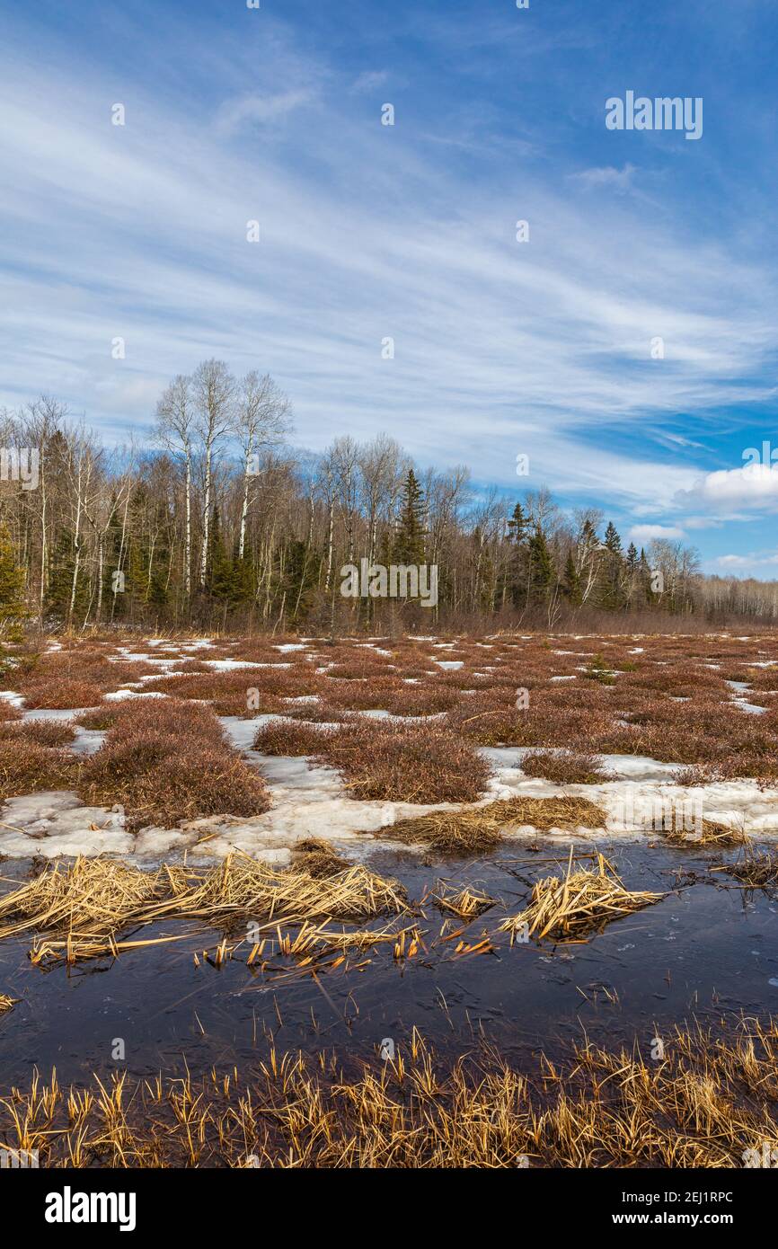 The transition from winter to spring in a wetland in northern Wisconsin
